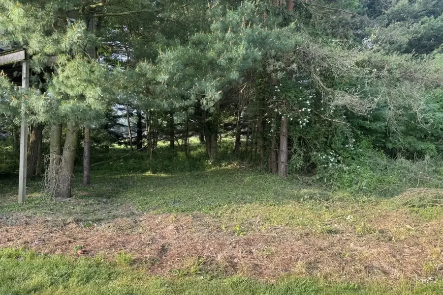 Evergreen treeline at the edge of a cleared, mown property